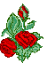 rosilla.gif